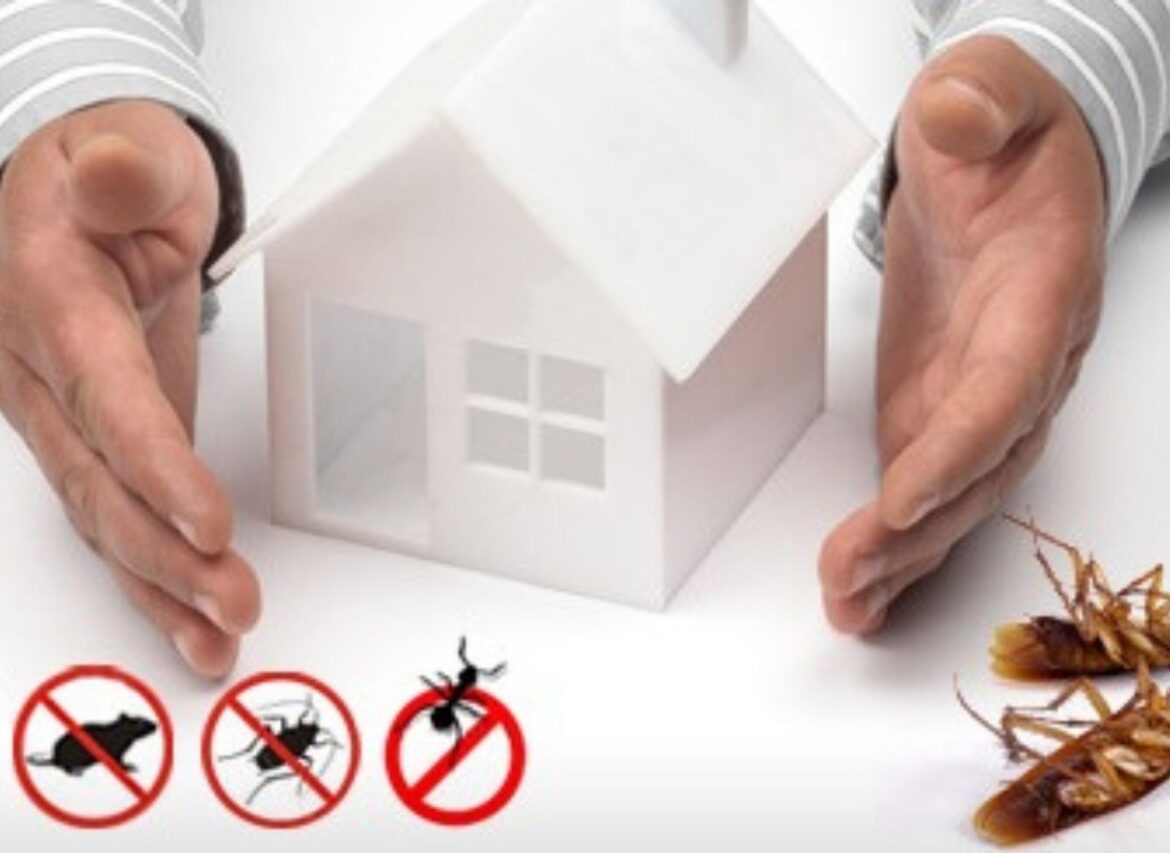 Effective-Pest-Control-in-Homes